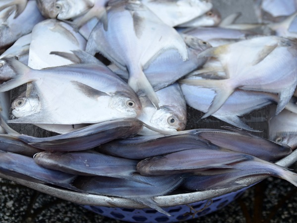 فروش هر کیلو ماهی حلوا